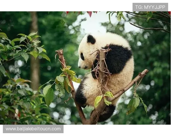 欧博真人足球技术支持与客服服务：快速解决游戏中遇到的各种问题
